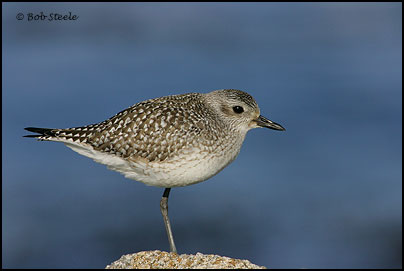 Black-bellied Plover (Pluvialis squatarola)