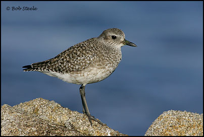 Black-bellied Plover (Pluvialis squatarola)