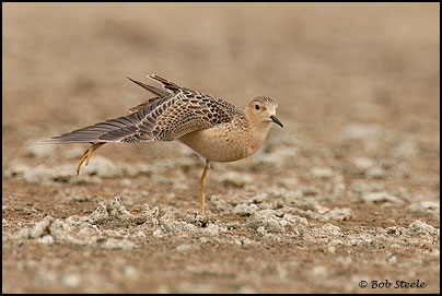Buff-breasted Sandpiper (Tryngites subruficollis)