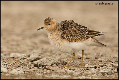Buff-breasted Sandpiper (Tryngites subruficollis)