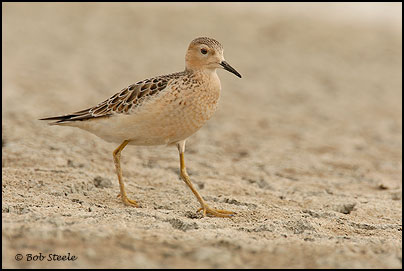 Buff-breasted Sandpiper (Tryngites subruficollis)