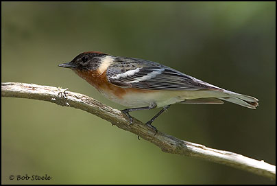 Bay-breasted Warbler (Dendroica castanea)