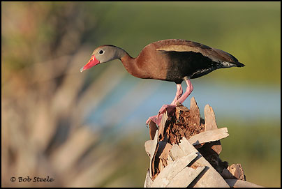 Black-bellied Whistling-Duck (Dendrocygna autumnalis)