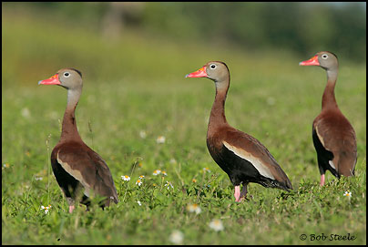 Black-bellied Whistling-Duck (Dendrocygna autumnalis)
