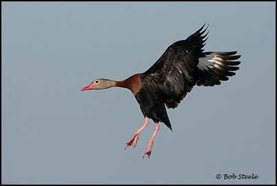 Black-bellied Whistling-Duck (Dendrocygna autumnalis)
