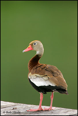 Black-bellied Whistling-Duck (Dendrocygna autumnalis)
