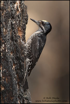 Black-backed Woodpecker (Picoides arcticus)