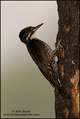 Black-backed Woodpecker (Picoides arcticus)