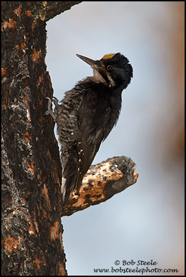 Black-backed Woodpecker (Picoides arcticus)