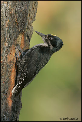 Black-backed Woodpecker (Picoides arcticus)
