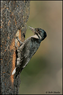 Black-backed Woodpecker (Picoides arcticus)