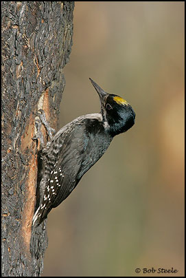 Black-backed Woodpecker (Picoides arcticus)