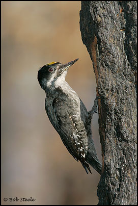 Black-backed Woodpecker (Picoides arcticus)