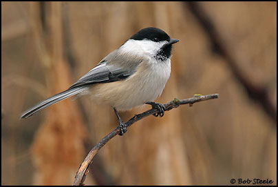 Black-capped Chickadee (Poecile atricapilla)