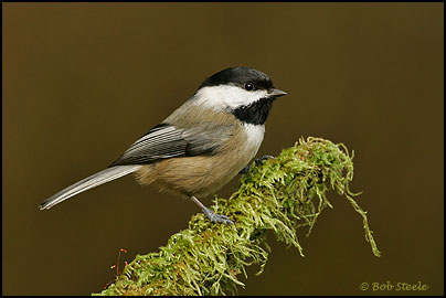 Black-capped Chickadee (Poecile atricapilla)