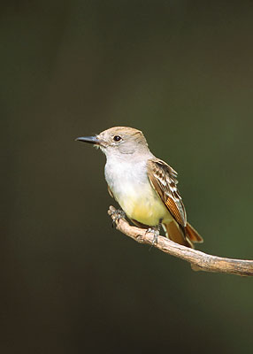 Brown-crested Flycatcher (Myiarchus tyrannulus)