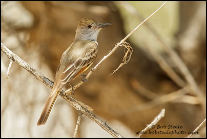 Brown-crested Flycatcher (Myiarchus tyrannulus)
