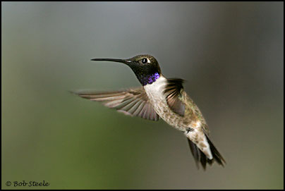 Black-chinned Hummingbird (Archilochus alexandri)