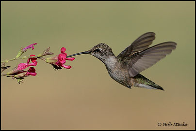 Black-chinned Hummingbird (Archilochus alexandri)