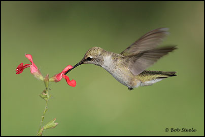 Black-chinned Hummingbird (Archilochus alexandri)
