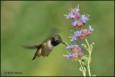 Black-chinned Hummingbird (Archilochus alexandri)