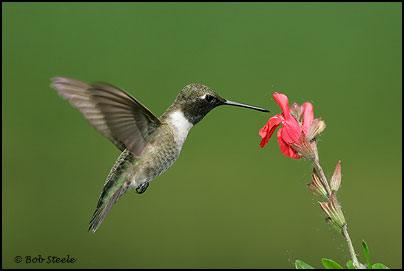 Black-chinned Hummingbird (Archilochus alexandri)