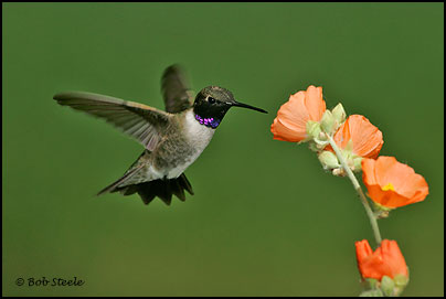 Black-chinned Hummingbird (Archilochus alexandri)
