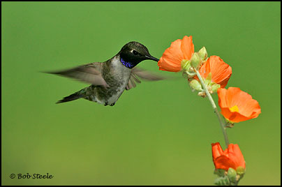 Black-chinned Hummingbird (Archilochus alexandri)