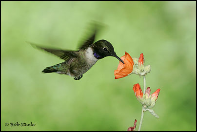 Black-chinned Hummingbird (Archilochus alexandri)