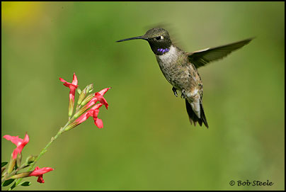 Black-chinned Hummingbird (Archilochus alexandri)