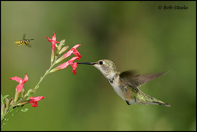Black-chinned Hummingbird (Archilochus alexandri)
