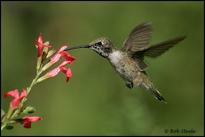 Black-chinned Hummingbird (Archilochus alexandri)