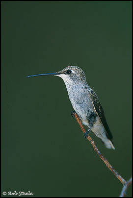 Black-chinned Hummingbird (Archilochus alexandri)