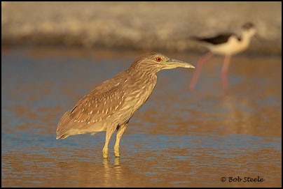 Black-crowned Night-Heron (Nycticorax nycticorax)