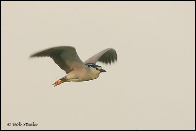 Black-crowned Night-Heron (Nycticorax nycticorax)