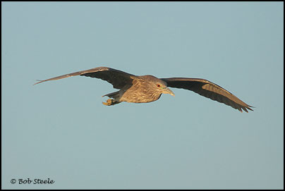 Black-crowned Night-Heron (Nycticorax nycticorax)