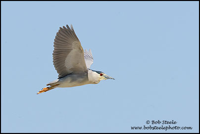 Black-crowned Night-Heron (Nycticorax nycticorax)