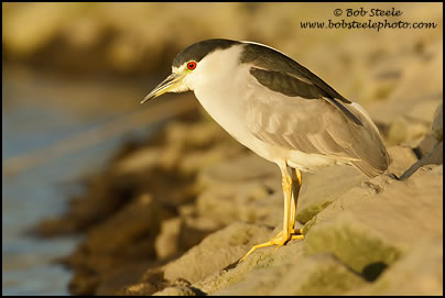 Black-crowned Night-Heron (Nycticorax nycticorax)