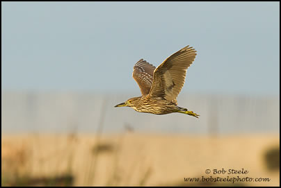 Black-crowned Night-Heron (Nycticorax nycticorax)
