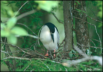 Black-crowned Night-Heron (Nycticorax nycticorax)