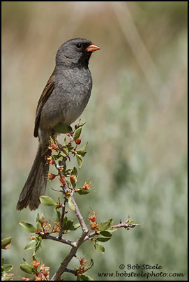 Black-chinned Sparrow (Spizella atrogularis)