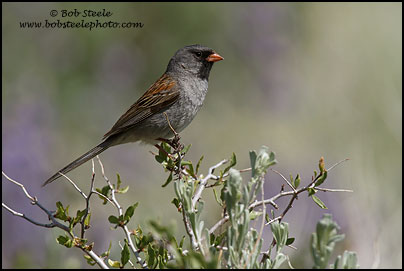 Black-chinned Sparrow (Spizella atrogularis)