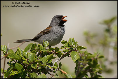 Black-chinned Sparrow (Spizella atrogularis)