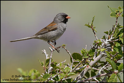 Black-chinned Sparrow (Spizella atrogularis)