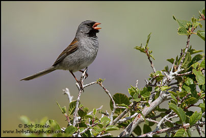 Black-chinned Sparrow (Spizella atrogularis)