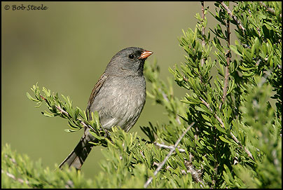Black-chinned Sparrow (Spizella atrogularis)