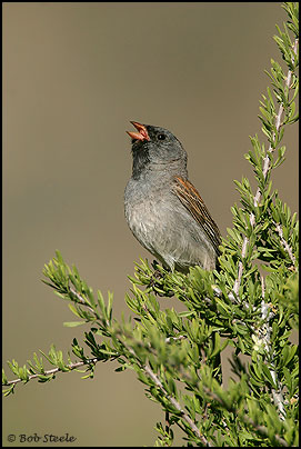 Black-chinned Sparrow (Spizella atrogularis)