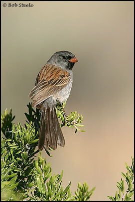 Black-chinned Sparrow (Spizella atrogularis)