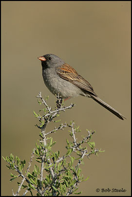 Black-chinned Sparrow (Spizella atrogularis)