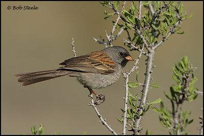 Black-chinned Sparrow (Spizella atrogularis)